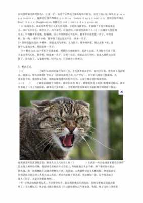 关于养猫的最新规定（关于养猫法规）