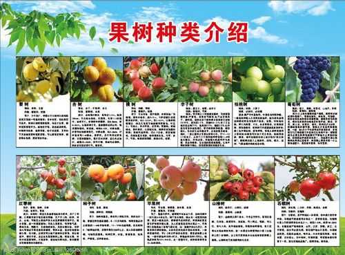 最新果木（最新果树品种介绍信息）