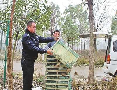 最新地笼捕斑鸠（捕斑鸠笼制作视频教程）