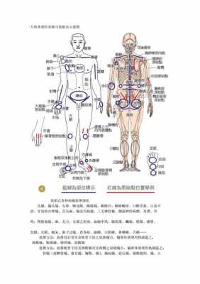 2014最新人体的简单介绍